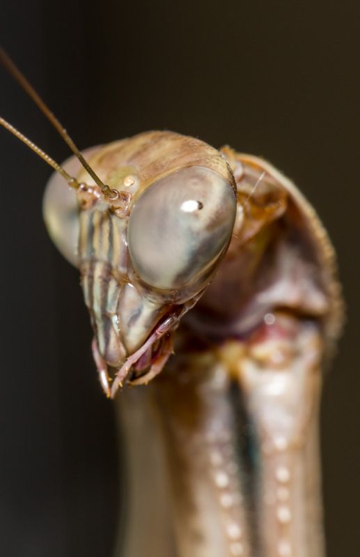 IMAGE: http://img.photobucket.com/albums/v661/dave_weldon/Chameleon%20Misc/SBCK%20Mtg%20092912/SBCK-0687.jpg