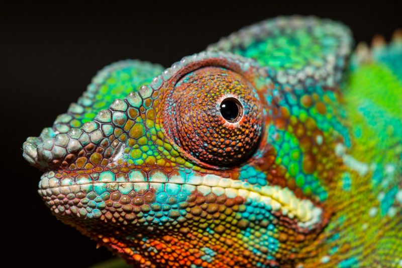 IMAGE: http://img.photobucket.com/albums/v661/dave_weldon/Chameleon%20Misc/SBCK%20Mtg%20092912/SBCK-0722.jpg