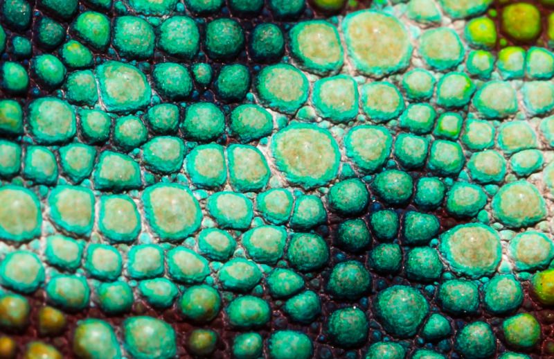 IMAGE: http://img.photobucket.com/albums/v661/dave_weldon/Chameleon%20Misc/SBCK%20Mtg%20092912/SBCK-0743.jpg