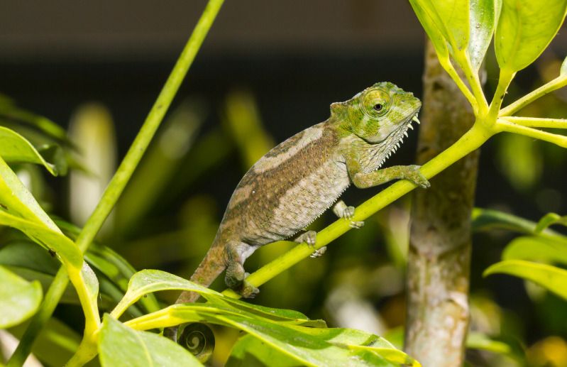IMAGE: http://img.photobucket.com/albums/v661/dave_weldon/Chameleon%20Misc/Tylenes%20Quadricornis/Quadricornis-1.jpg