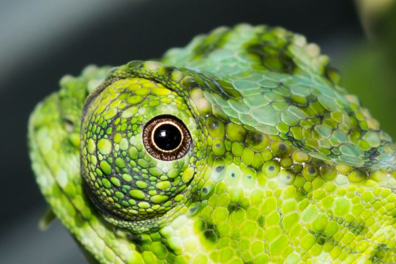 IMAGE: http://img.photobucket.com/albums/v661/dave_weldon/Chameleon%20Misc/Tylenes%20Quadricornis/TylenesQuadricornis-2.jpg