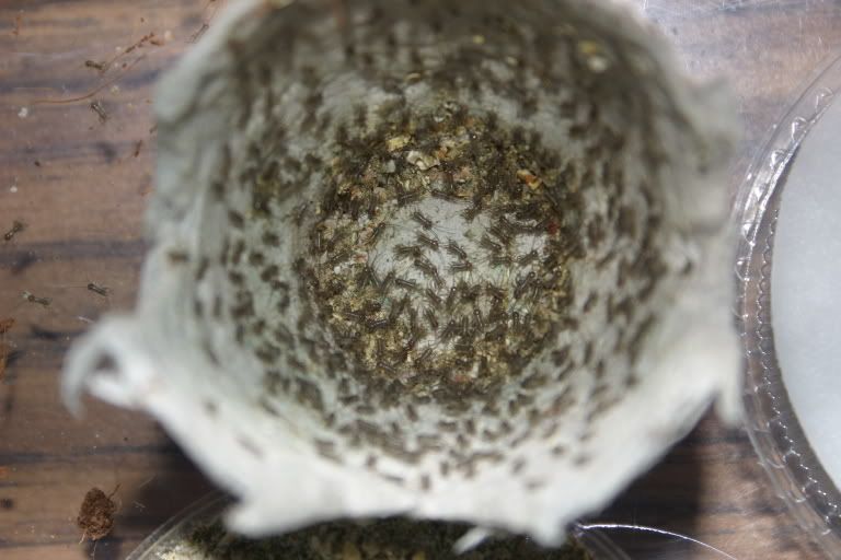 Pinhead Crickets Photo by dave_weldon Photobucket