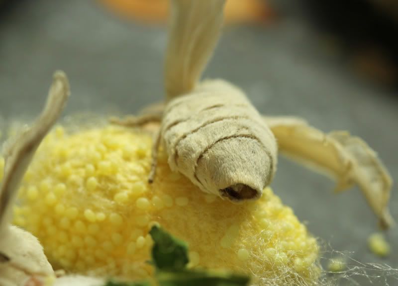 IMAGE: http://img.photobucket.com/albums/v661/dave_weldon/Feeders/Silkworms/SilkmothEggs.jpg
