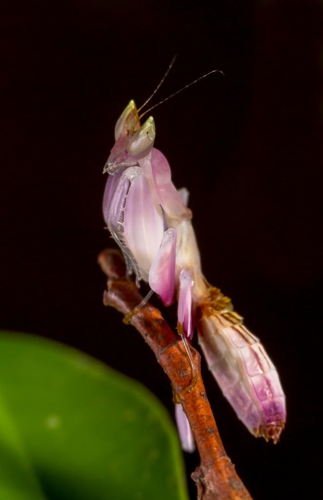 IMAGE: http://img.photobucket.com/albums/v661/dave_weldon/Misc/OrchidMantid-1.jpg