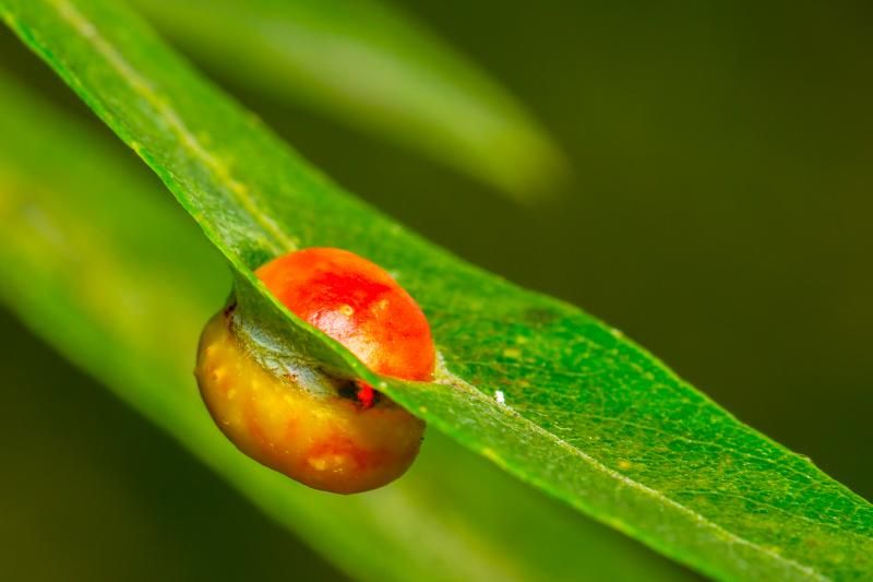 IMAGE: http://img.photobucket.com/albums/v661/dave_weldon/Photography/Bixby%20Marshlands/IE9A5384_zps35fcc938.jpg