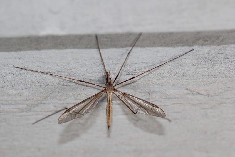 IMAGE: http://img.photobucket.com/albums/v661/dave_weldon/Photography/Focus%20Stack/Flying%20Insect/FlyingInsectMid-Stack.jpg