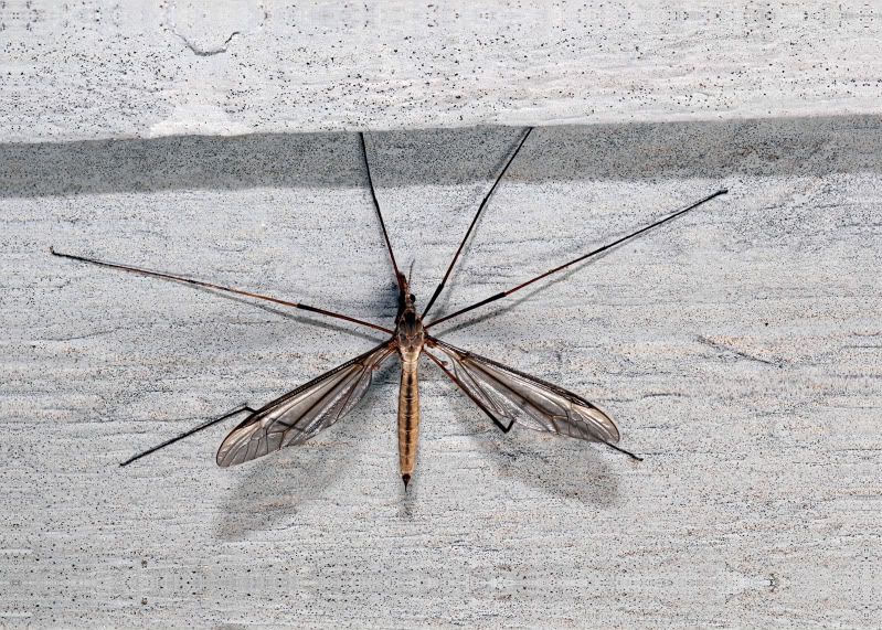 IMAGE: http://img.photobucket.com/albums/v661/dave_weldon/Photography/Focus%20Stack/Flying%20Insect/Insectdw1Mod1.jpg