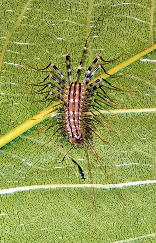 IMAGE: http://img.photobucket.com/albums/v661/dave_weldon/Photography/Focus%20Stack/House%20Centipede/CentipedeFullStack.jpg