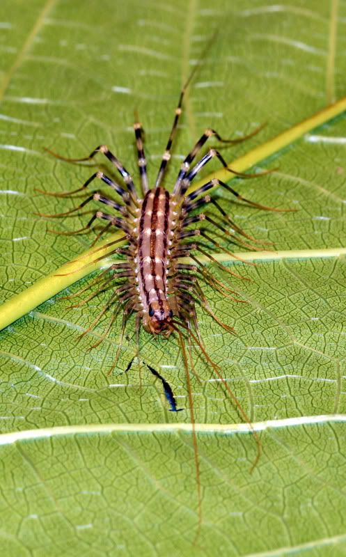 IMAGE: http://img.photobucket.com/albums/v661/dave_weldon/Photography/Focus%20Stack/House%20Centipede/CentipedeMid-Stack.jpg