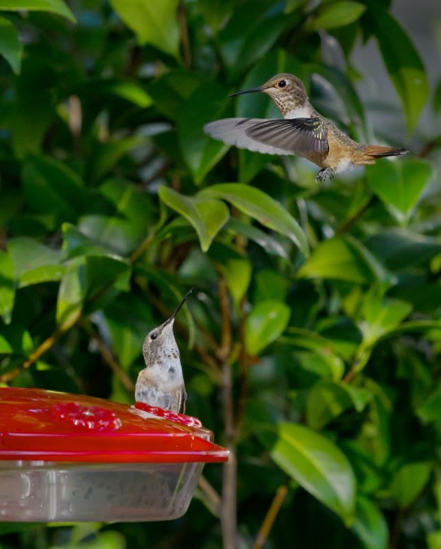 IMAGE: http://img.photobucket.com/albums/v661/dave_weldon/Photography/HummingBirds/MomandFledgling2Croppedv2.jpg