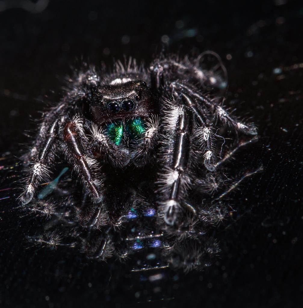 IMAGE: http://img.photobucket.com/albums/v661/dave_weldon/Photography/Jumping%20Spider%202014-02-22/DW010812_zps50c6a948.jpg