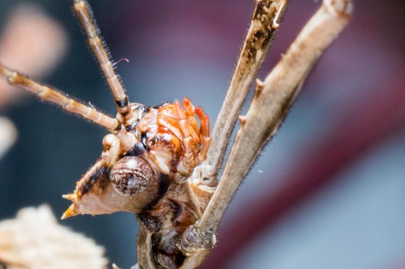 IMAGE: http://img.photobucket.com/albums/v661/dave_weldon/Photography/Macleays%20Spectre%20Stick%20Insect/MacleaysSpectreStickInsectLoRes-3_zps30ec9d63.jpg