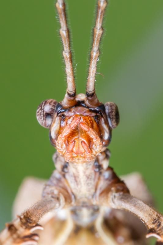 IMAGE: http://img.photobucket.com/albums/v661/dave_weldon/Photography/Macleays%20Spectre%20Stick%20Insect/MacleaysSpectreStickInsectLoRes-5_zps6f75f923.jpg