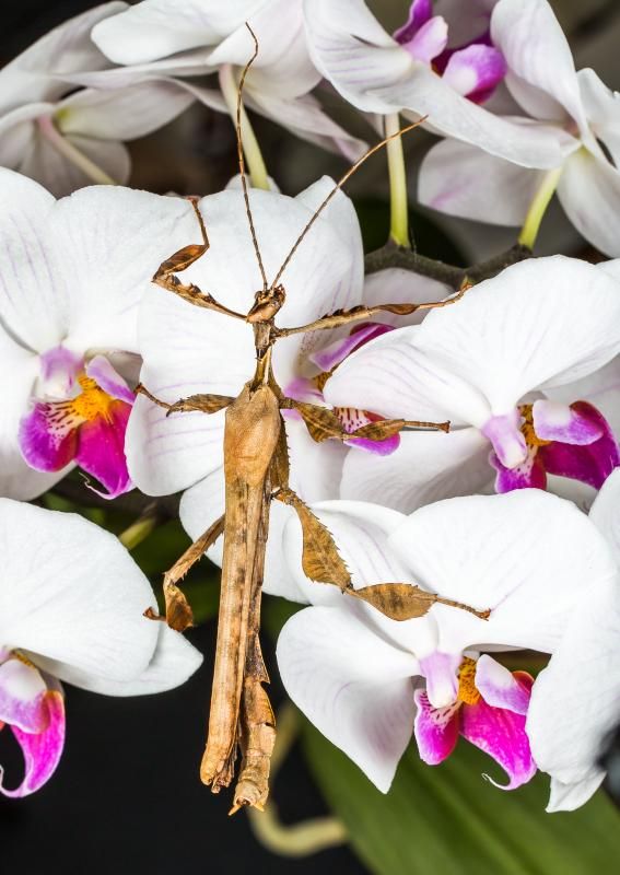 IMAGE: http://img.photobucket.com/albums/v661/dave_weldon/Photography/Macleays%20Spectre%20Stick%20Insect/MacleaysSpectreStickInsectLoRes_zpsfc3001b0.jpg