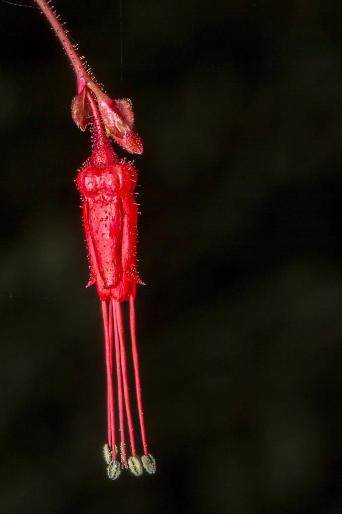 IMAGE: http://img.photobucket.com/albums/v661/dave_weldon/Photography/Manhattan%20Beach%20Botanical%20Gardens/DW010281_zps9aa34470.jpg