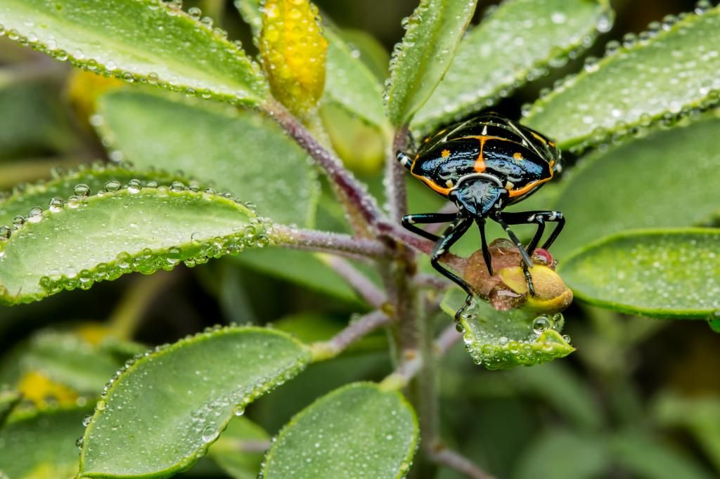 IMAGE: http://img.photobucket.com/albums/v661/dave_weldon/Photography/Manhattan%20Beach%20Botanical%20Gardens/DW010322_zps9517f010.jpg