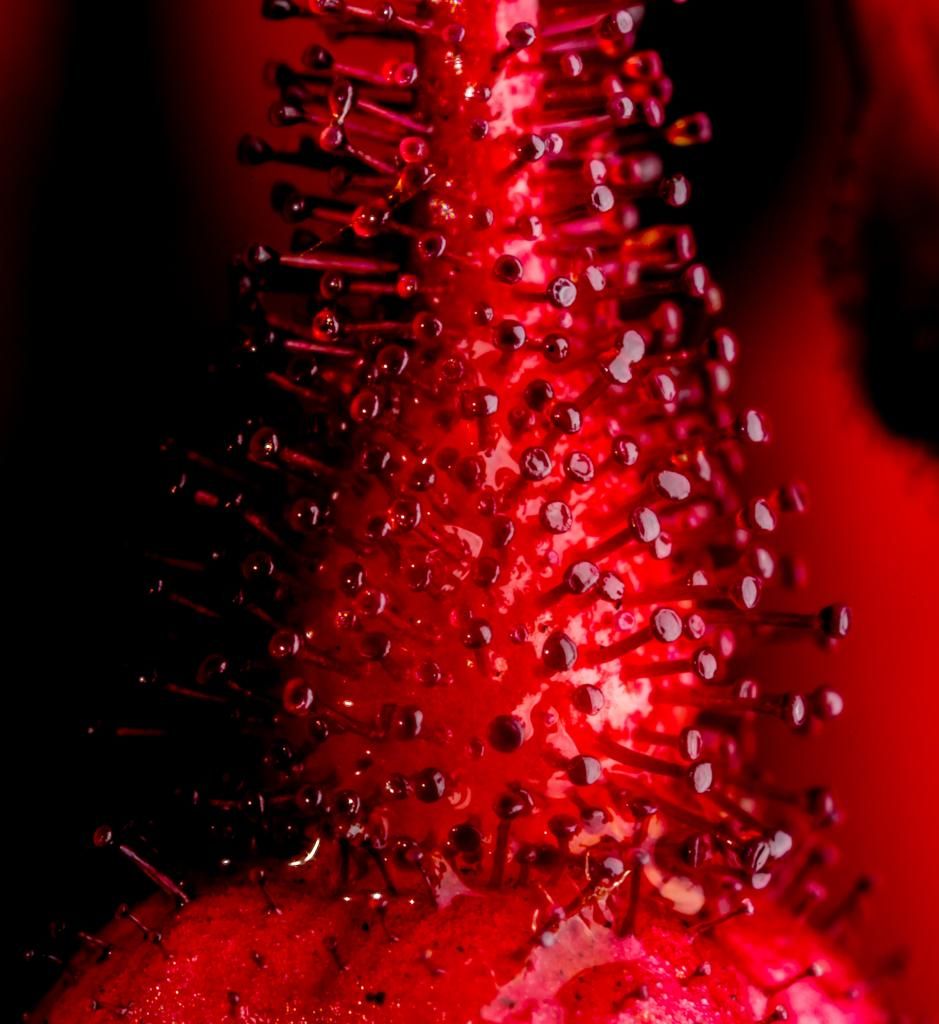 IMAGE: http://img.photobucket.com/albums/v661/dave_weldon/Photography/Manhattan%20Beach%20Botanical%20Gardens/DW010664_zpsdfda85c6.jpg