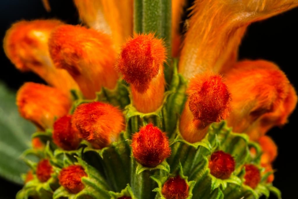 IMAGE: http://img.photobucket.com/albums/v661/dave_weldon/Photography/Manhattan%20Beach%20Botanical%20Gardens/DW012300_zpsf686ba80.jpg