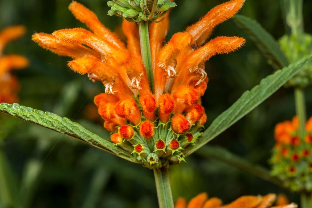 IMAGE: http://img.photobucket.com/albums/v661/dave_weldon/Photography/Manhattan%20Beach%20Botanical%20Gardens/DW013088_zpsffbf4e98.jpg