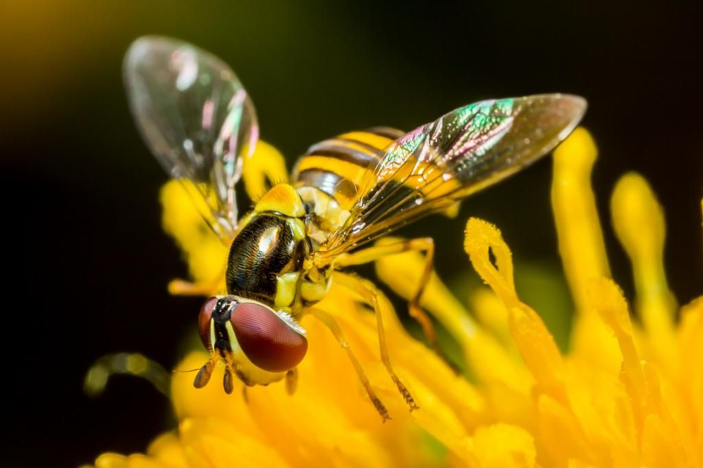 IMAGE: http://img.photobucket.com/albums/v661/dave_weldon/Photography/Manhattan%20Beach%20Botanical%20Gardens/DW017026_zpsf561d5de.jpg