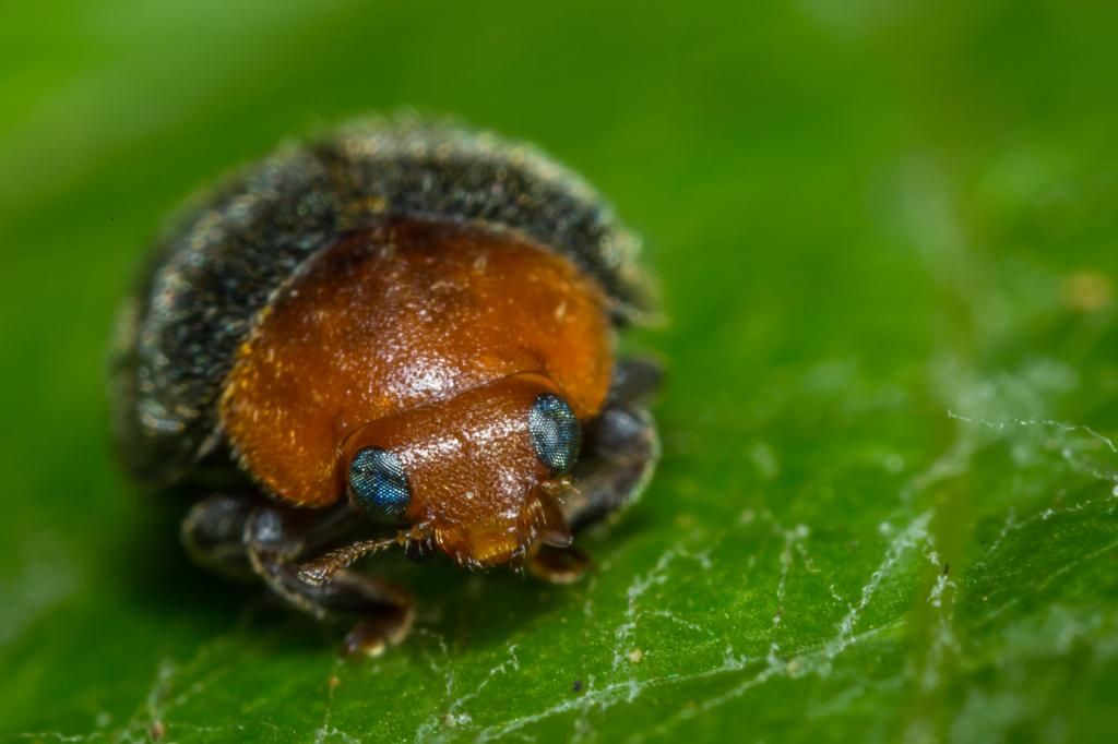 IMAGE: http://img.photobucket.com/albums/v661/dave_weldon/Photography/Manhattan%20Beach%20Botanical%20Gardens/DW017133_zps3acdbb24.jpg