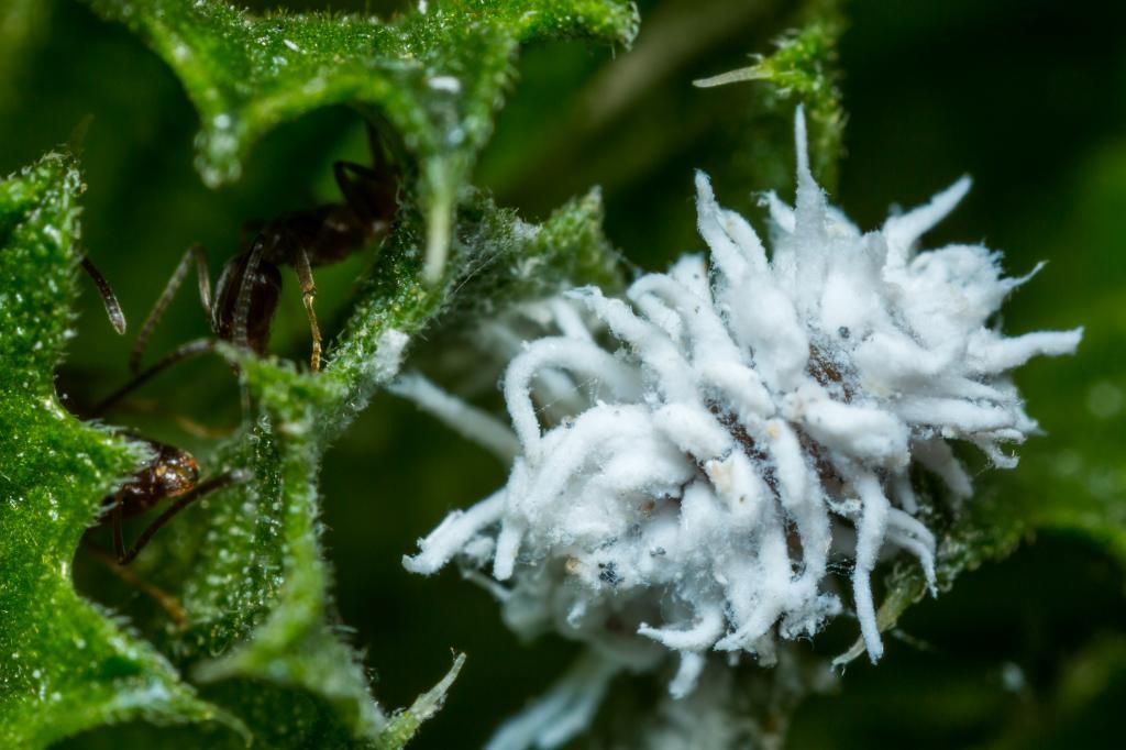 IMAGE: http://img.photobucket.com/albums/v661/dave_weldon/Photography/Manhattan%20Beach%20Botanical%20Gardens/DW017193_zpsb28fbbe1.jpg