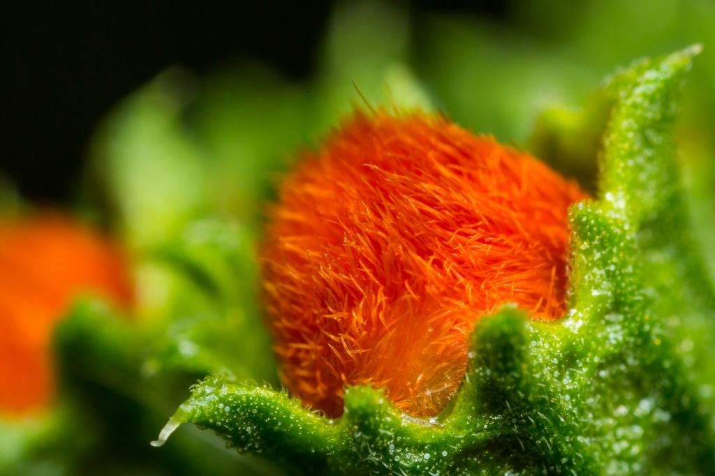 IMAGE: http://img.photobucket.com/albums/v661/dave_weldon/Photography/Manhattan%20Beach%20Botanical%20Gardens/DW017205_zpsfdfcf650.jpg