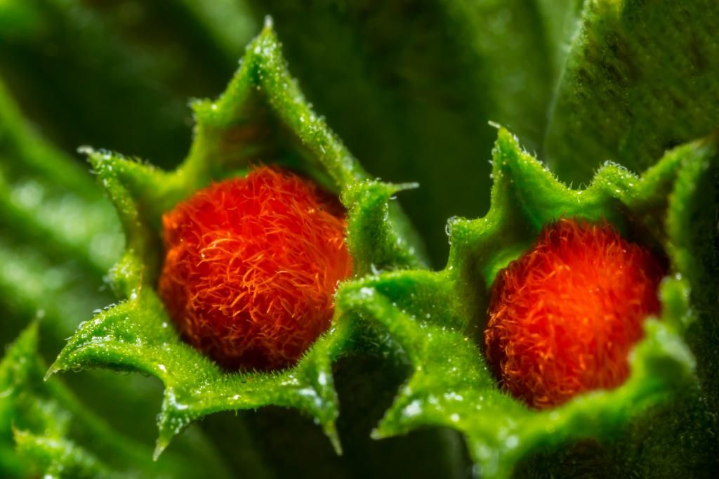 IMAGE: http://img.photobucket.com/albums/v661/dave_weldon/Photography/Manhattan%20Beach%20Botanical%20Gardens/DW017248_zpsa6be31f5.jpg