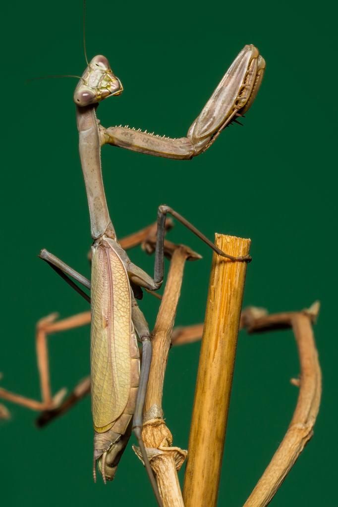 IMAGE: http://img.photobucket.com/albums/v661/dave_weldon/Photography/Mantis/Mantis-1_zps90d8bb22.jpg