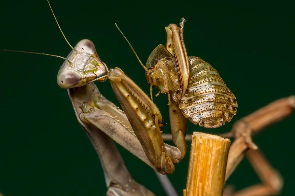 IMAGE: http://img.photobucket.com/albums/v661/dave_weldon/Photography/Mantis/Mantis-2_zpsd8ec5b41.jpg