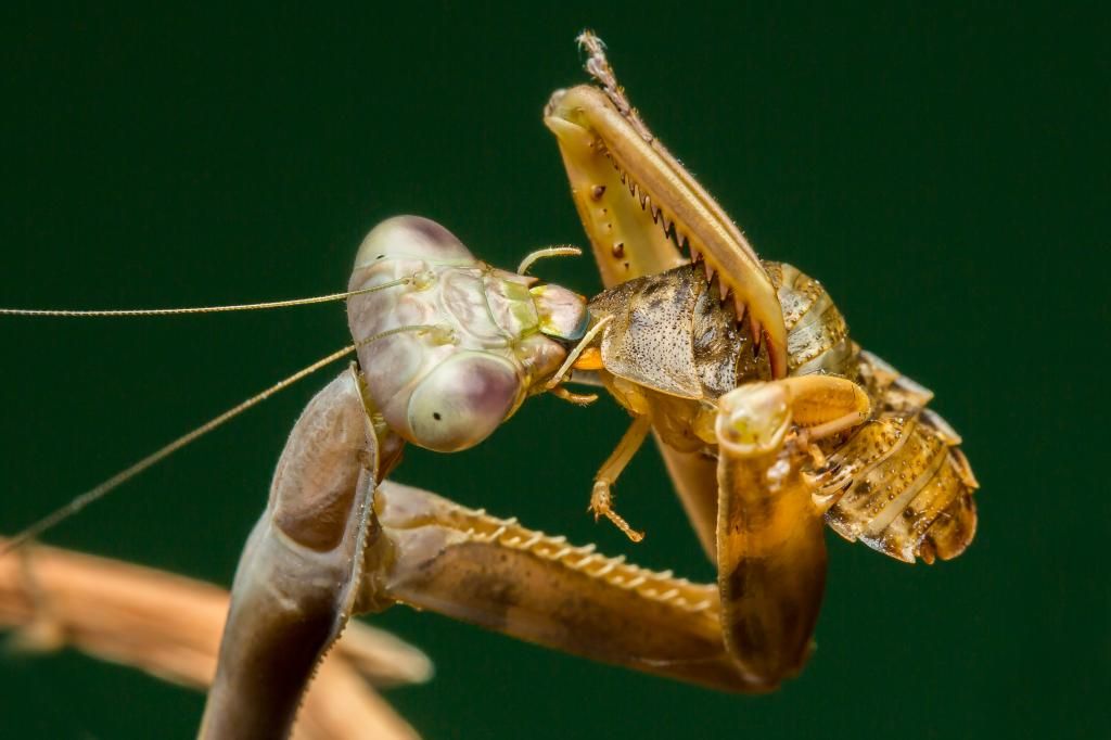IMAGE: http://img.photobucket.com/albums/v661/dave_weldon/Photography/Mantis/Mantis-4_zpsef404aec.jpg