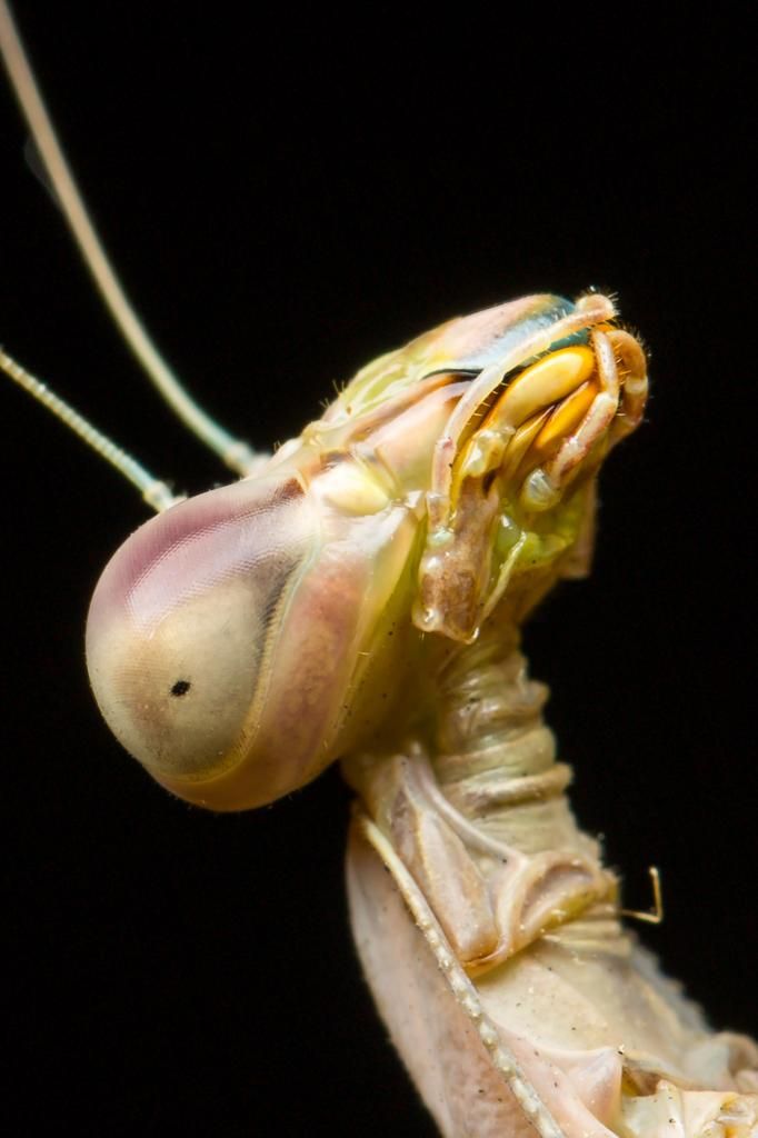 IMAGE: http://img.photobucket.com/albums/v661/dave_weldon/Photography/Mantis/Mantis-6_zpsb5881410.jpg
