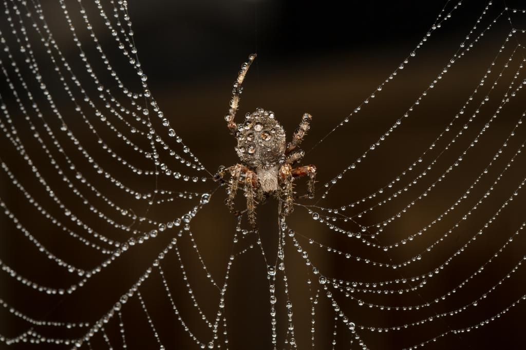IMAGE: http://img.photobucket.com/albums/v661/dave_weldon/Photography/Orb%20Weaver%20Spider/IE9A7799_zps8986f6f5.jpg