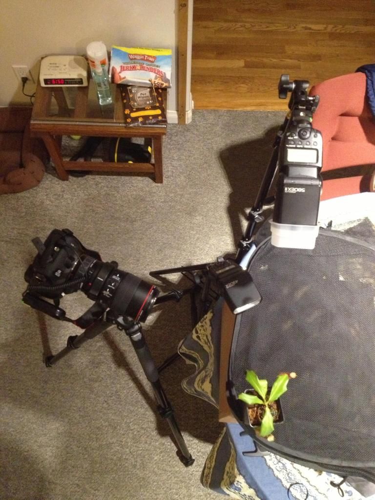 IMAGE: http://img.photobucket.com/albums/v661/dave_weldon/Photography/Pitcher%20Plant/IMG_0995_zps0cff67db.jpg