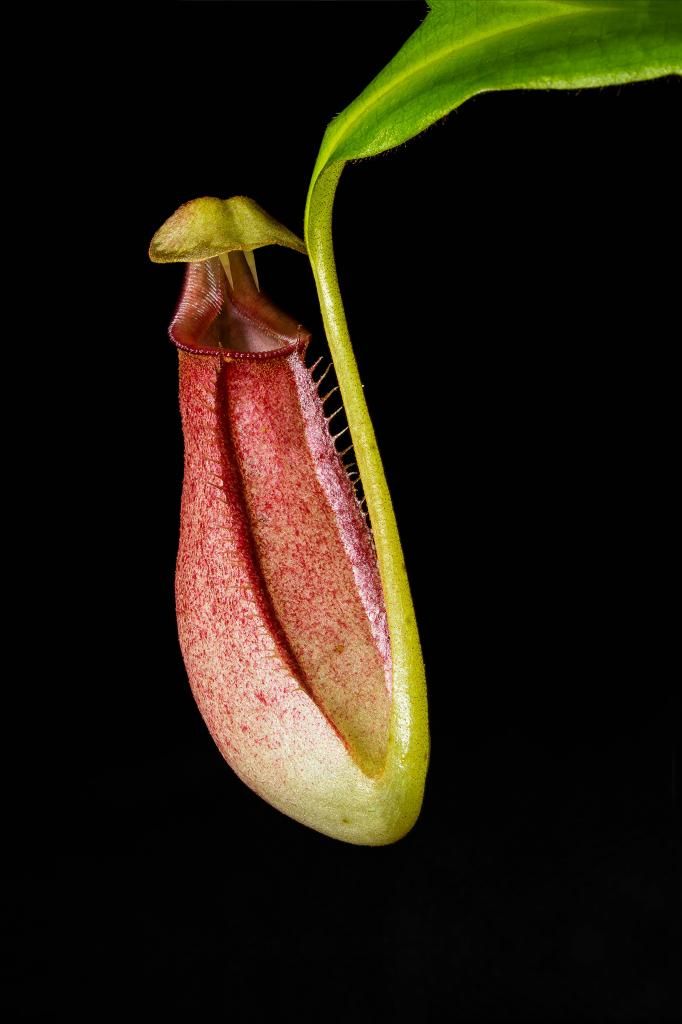 IMAGE: http://img.photobucket.com/albums/v661/dave_weldon/Photography/Pitcher%20Plant/PitcherPlant_zpsc5cf8721.jpg