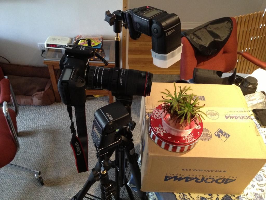 IMAGE: http://img.photobucket.com/albums/v661/dave_weldon/Photography/Sundew%20Carnivorous%20Plant/IMG_0984.jpg