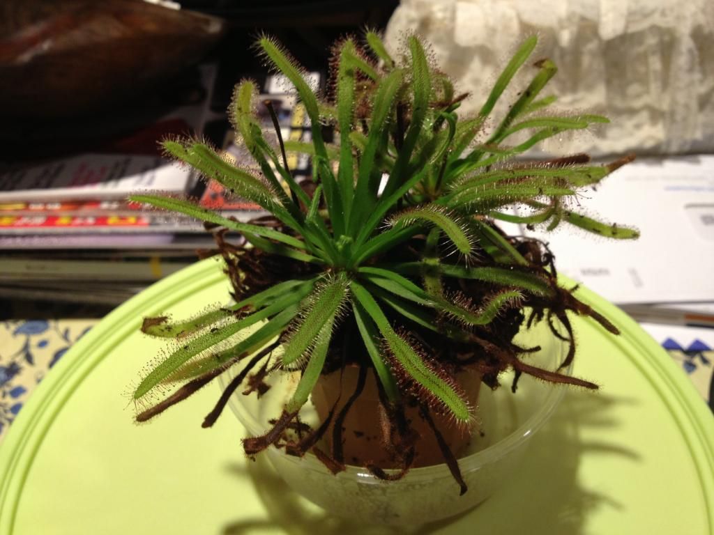IMAGE: http://img.photobucket.com/albums/v661/dave_weldon/Photography/Sundew%20Carnivorous%20Plant/IMG_0985.jpg