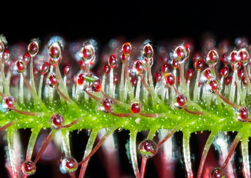 IMAGE: http://img.photobucket.com/albums/v661/dave_weldon/Photography/Sundew%20Carnivorous%20Plant/SundewStack_zps6ca60ace.jpg