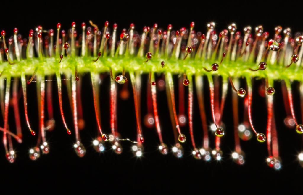 IMAGE: http://img.photobucket.com/albums/v661/dave_weldon/Photography/Sundew%20Carnivorous%20Plant/TylenesSundewcarnivorousplantProofed.jpg