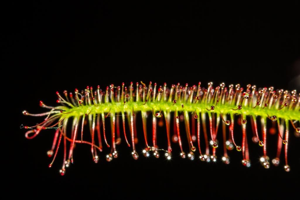 IMAGE: http://img.photobucket.com/albums/v661/dave_weldon/Photography/Sundew%20Carnivorous%20Plant/TylenesSundewcarnivorousplantUncropped.jpg