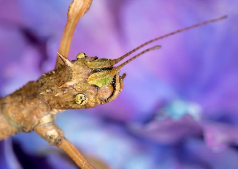 IMAGE: http://img.photobucket.com/albums/v661/dave_weldon/Photography/Vietnamese%20Stick%20Insect/IE9A4283_zps95cd417d.jpg