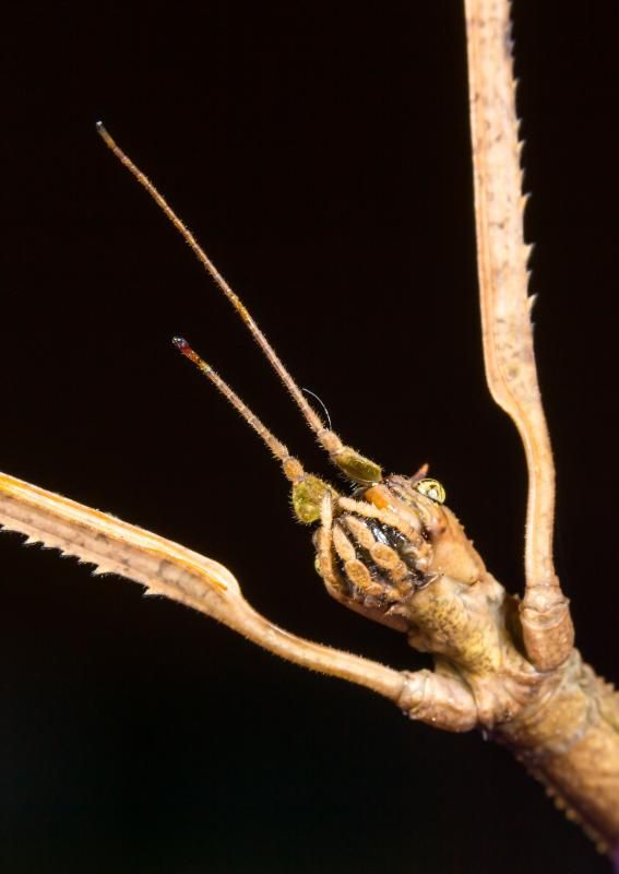 IMAGE: http://img.photobucket.com/albums/v661/dave_weldon/Photography/Vietnamese%20Stick%20Insect/IE9A4313_zps00a234f0.jpg