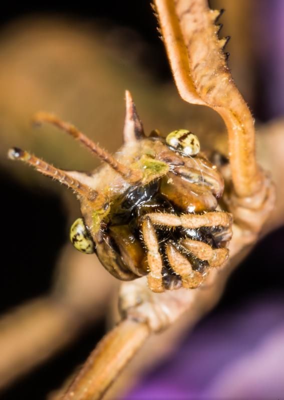 IMAGE: http://img.photobucket.com/albums/v661/dave_weldon/Photography/Vietnamese%20Stick%20Insect/IE9A4335_zps414e4489.jpg