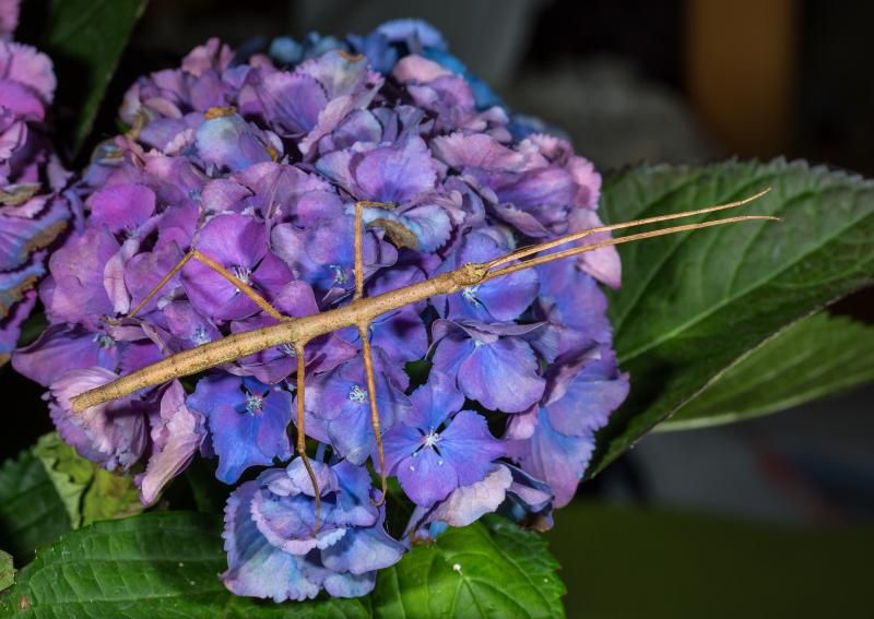 IMAGE: http://img.photobucket.com/albums/v661/dave_weldon/Photography/Vietnamese%20Stick%20Insect/IE9A4351_zps48152225.jpg