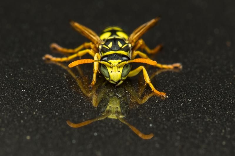 IMAGE: http://img.photobucket.com/albums/v661/dave_weldon/Photography/Yellow%20Jacket/YellowJacket_zps2c16b2ec.jpg