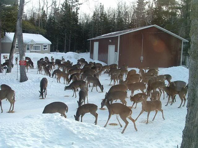 http://img.photobucket.com/albums/v662/BORNTORUNNN/lotodeer.jpg