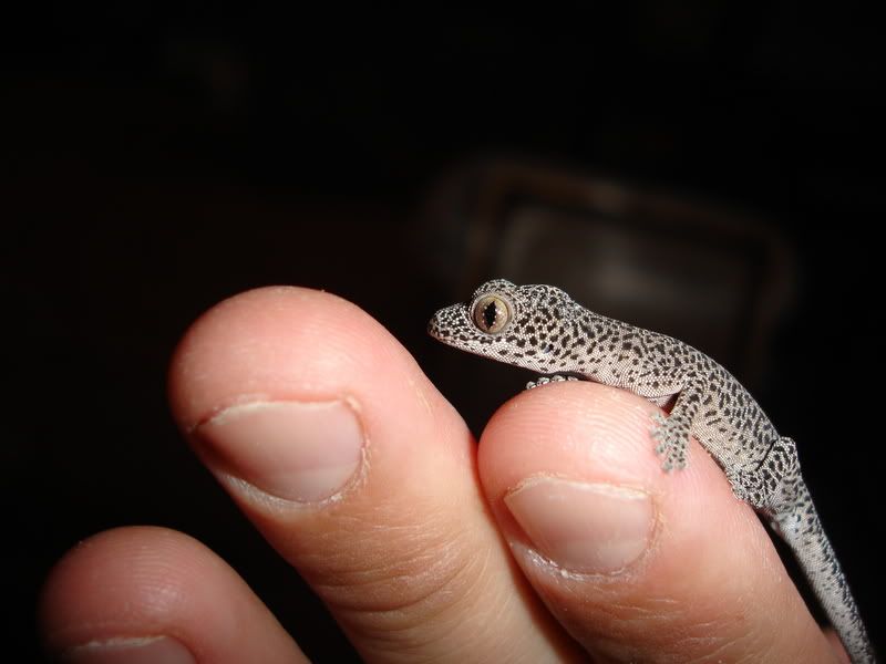 GreenEyedStaenicauda004.jpg