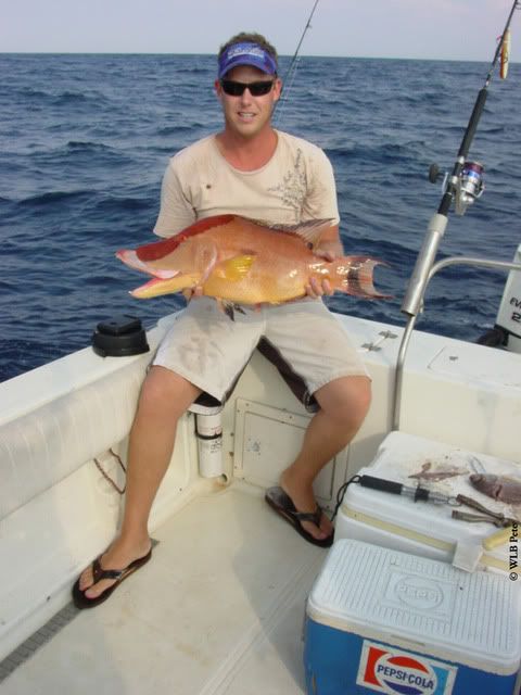 big hogfish