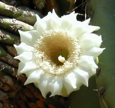 ridgenosesaguaro cactus
