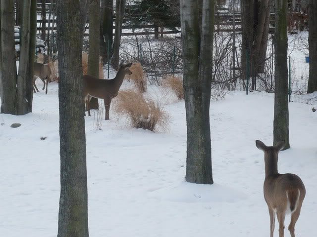 P1020338.jpg